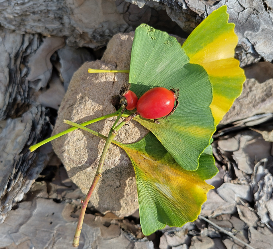 2026 10 grueneStunde0